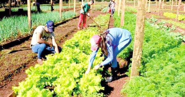 La Nación / Apoyo proactivo e inteligente a la agricultura familiar campesina