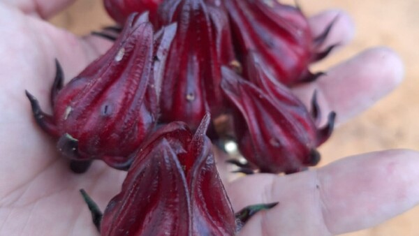 En Misiones prueban variedades de la deliciosa y saludable “flor de Jamaica”