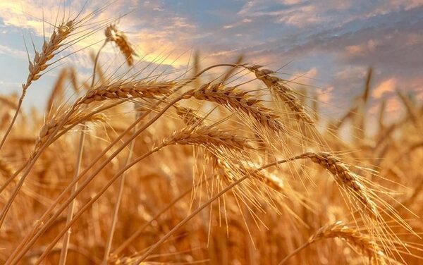 Trigo: avances en la siembra bajo un contexto climático variable