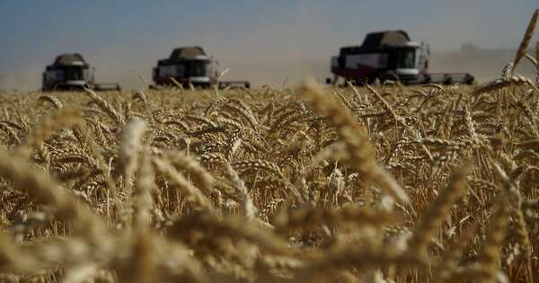 La Nación / Prevén una menor superficie de cultivo de trigo