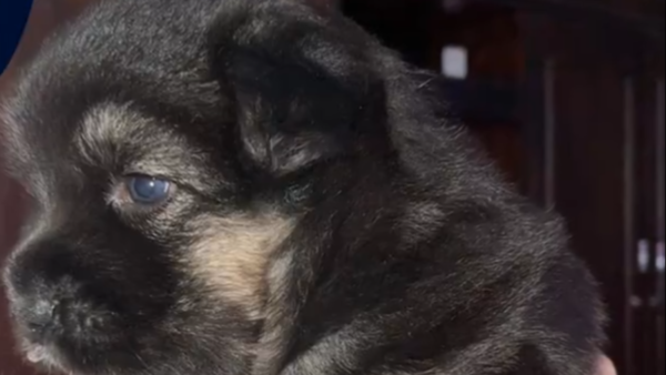 Ladrones robaron un cachorrito y la familia pide recuperarlo