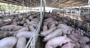 PRODUCTORES PORCINOS PIDEN CRÉDITOS ACORDE A LAS NECESIDADES DEL SECTOR - Itapúa Noticias