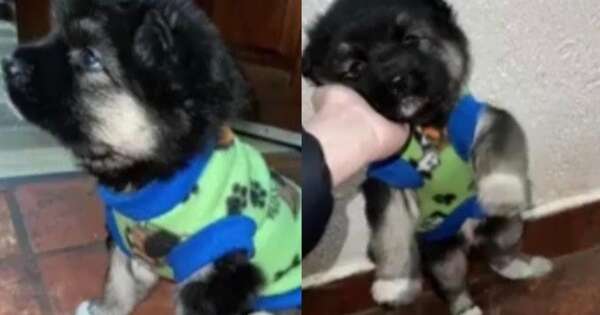 La Nación / Detienen a pareja que habrían robado hasta al cachorro de una familia en Asunción
