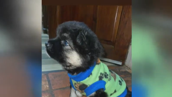 Detenidos por hurto domiciliario se habrían llevado hasta un cachorro, que ahora es buscado