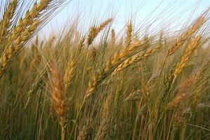 PREVÉN UNA MENOR SUPERFICIE DE CULTIVO DE TRIGO - Itapúa Noticias