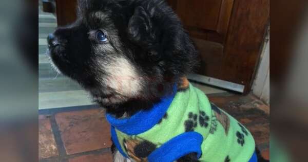 Diario HOY | Ingresaron a vivienda y se llevaron hasta el perro: familia desesperada busca a “Rocky”