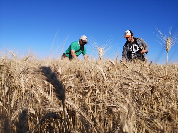 Prevén una menor superficie de cultivo de trigo