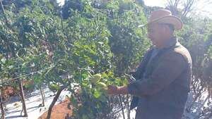 La horticultura es una interesante opción de renta, afirman productores de San Pedro - Nacionales - ABC Color