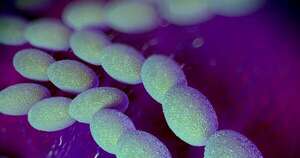 Diario HOY | Una bacteria carnívora letal bate el récord de infecciones en este país