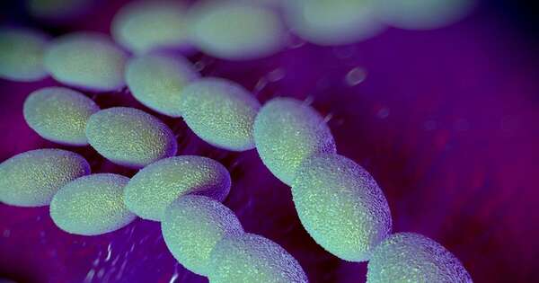 Diario HOY | Una bacteria carnívora letal bate el récord de infecciones en este país