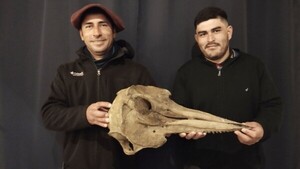 Hallan en Argentina un cráneo de delfín de 5.000 años