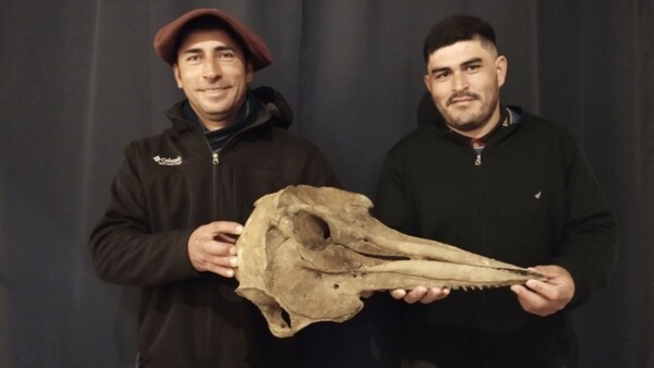 Hallan en Argentina un cráneo de delfín de 5.000 años