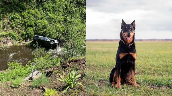 Un perro corrió más de 6 kilómetros para conseguir ayuda y salvar a su dueño tras un accidente - Noticiero Paraguay