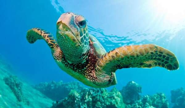 Las tortugas marinas bajo diagnóstico de quince países de América - Ciencia - ABC Color