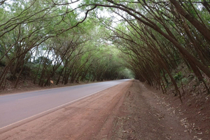 En Santa Rita se unen para embellecer el “Túnel verde” - La Clave