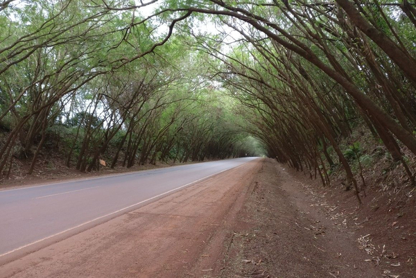 En Santa Rita se unen para embellecer el “Túnel verde” - La Clave