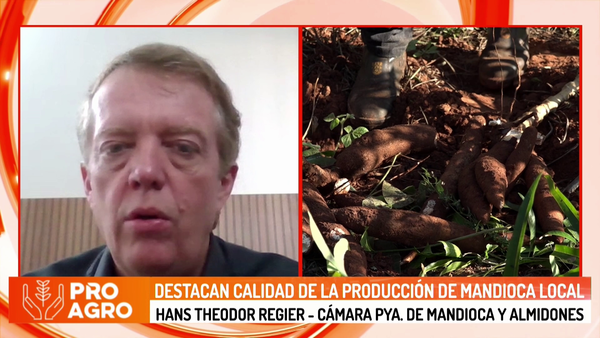 Destacan calidad de la producción de mandioca local - Megacadena - Diario Digital