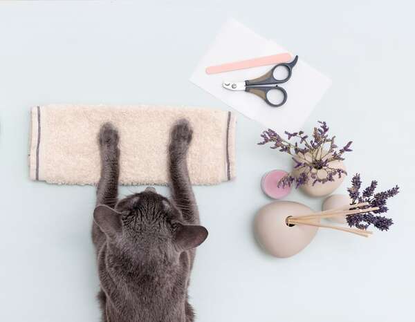Mascotas: ¿Por qué los gatitos hacen masajes? - Mascotas - ABC Color