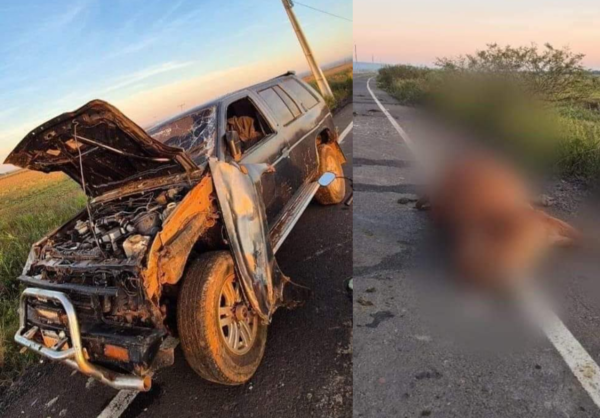 VACA SALIÓ AL PASO DE UN VEHÍCULO Y MURIÓ EN EL ACCIDENTE