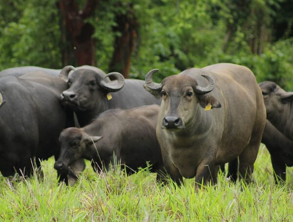 Para Senacsa, el búfalo debe ser considerado animal doméstico en Paraguay · Radio Monumental 1080 AM