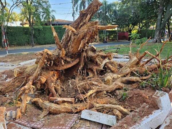 Un tatarê abatido: el triste símbolo de la inoperancia de “Nenecho” - Nacionales - ABC Color