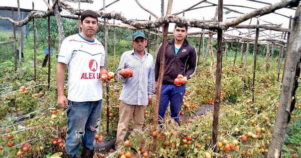 La Nación / Hambre cero: MAG trabajará en complementar organizaciones productivas con empresas