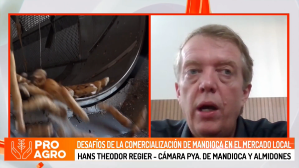 Desafíos de la comercialización de mandioca en el mercado local - Megacadena - Diario Digital