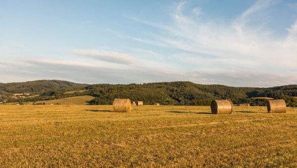 Hay campo para invertir: ¿por qué Paraguay se posiciona como uno de los destinos preferidos para inversiones rurales de argentinos?