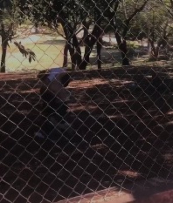 Pelea en predio de colegio en Minga Guazú