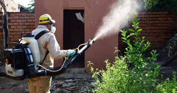 La Nación / Dengue mundial: 8 millones de casos en cuatro meses, advierte OMS