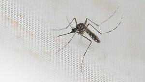 OMS reporta aumento de casos de dengue en cuatro meses