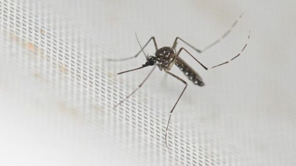 OMS reporta aumento de casos de dengue en cuatro meses