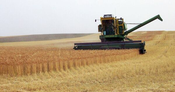 La Nación / Brasil seguirá ubicado como el principal destino del arroz paraguayo tras inundaciones
