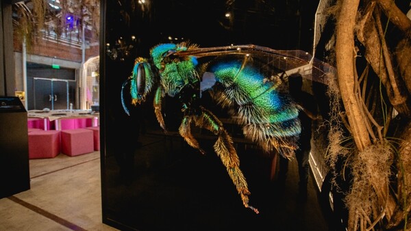 El Museo de Ciencias propone diversas actividades
