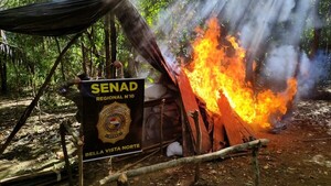 Narcos usan reservas naturales para deforestar y cultivar marihuana