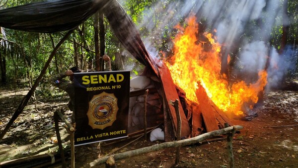 Narcos usan reservas naturales para deforestar y cultivar marihuana