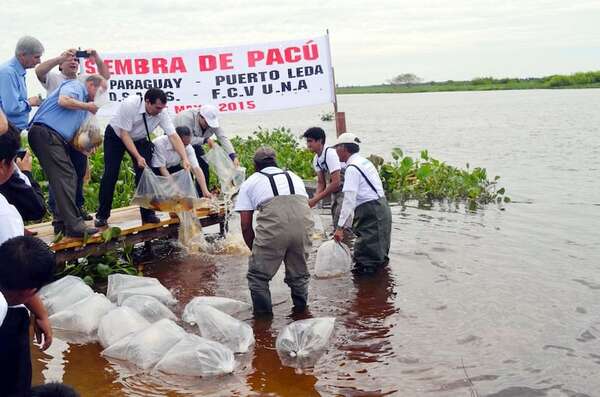Voluntarios japoneses piden intervención en litigio por tierras en el Chaco - Nacionales - ABC Color