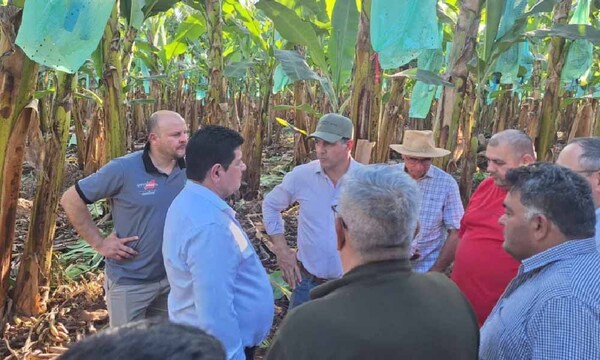 Capacitarán a productores de banana en Tembiaporã para mejorar producción – Prensa 5
