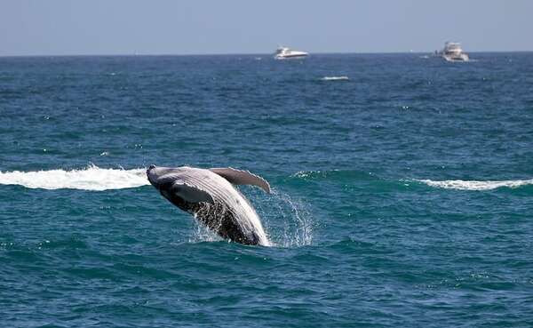 Las ballenas grises encogen a ritmo acelerado a medida que avanza el cambio climático - Ciencia - ABC Color