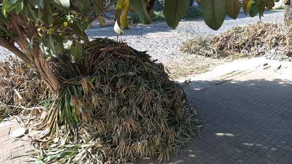 Acumulación de plantas secas en la vía pública - Crónicas Ciudadanas - ABC Color