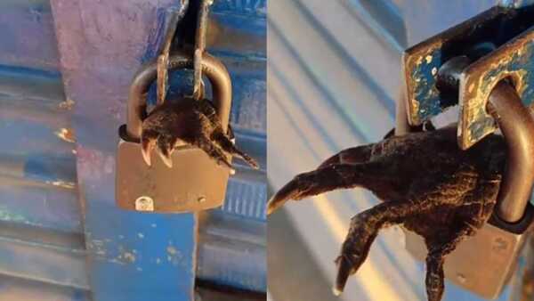 ¿Le hicieron payé? dejaron un yacaré pó frente a su negocio