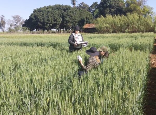 Paraguay logra su adhesión al esquema de certificación de semillas de la OCDE