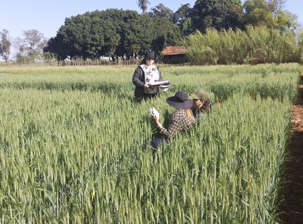 Paraguay obtiene certificación de semillas de la OCDE tras cumplir con todos los requisitos - MarketData