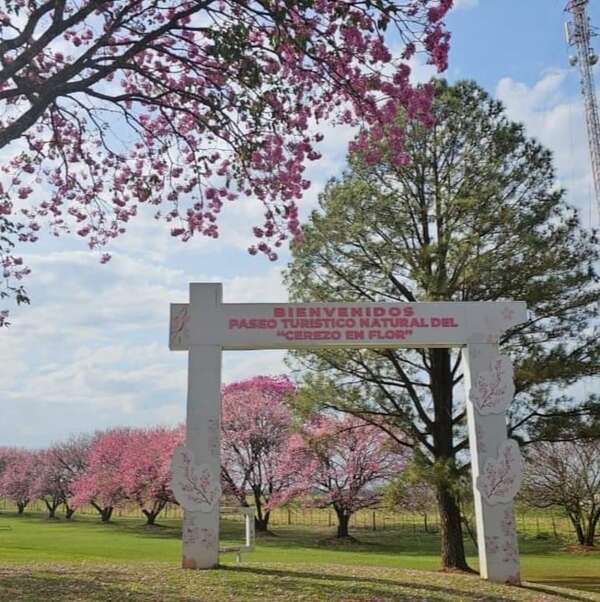 La Paz: habilitan mañana el paseo turístico natural del “Cerezo en Flor” - Nacionales - ABC Color