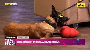 Adiestramiento canino: educación y estímulo  - Ensiestados - ABC Color