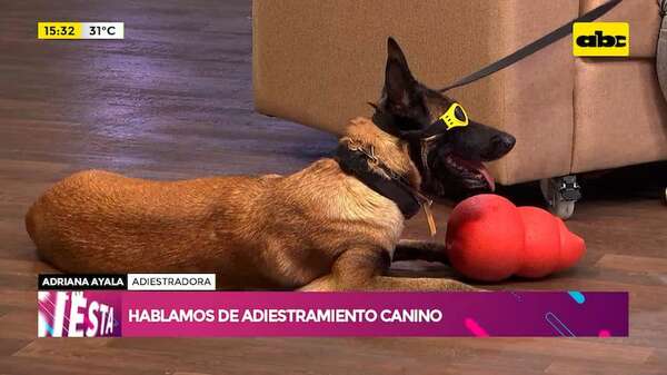 Adiestramiento canino: educación y estímulo - Ensiestados - ABC Color