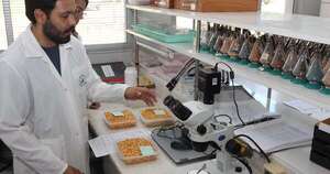 La Nación / Paraguay logra adhesión al sistema de certificación de semillas OCDE