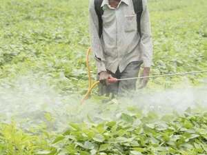 Científicos descifran el olfato de los pulgones y abren camino a nuevos pesticidas verdes - Ciencia - ABC Color