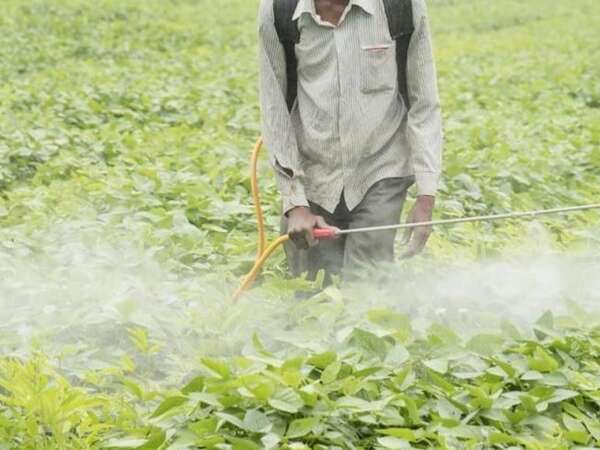 Científicos descifran el olfato de los pulgones y abren camino a nuevos pesticidas verdes - Ciencia - ABC Color