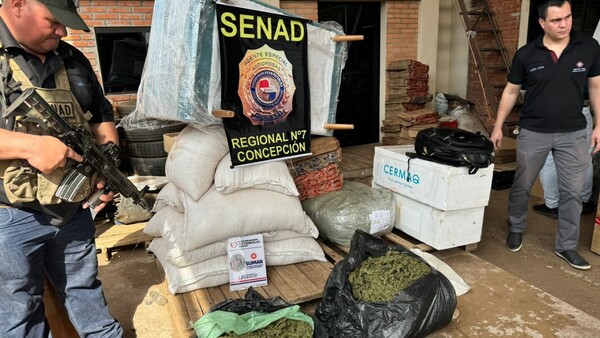 Senad incauta más de ocho kilos de marihuana tipo skunk en Concepción